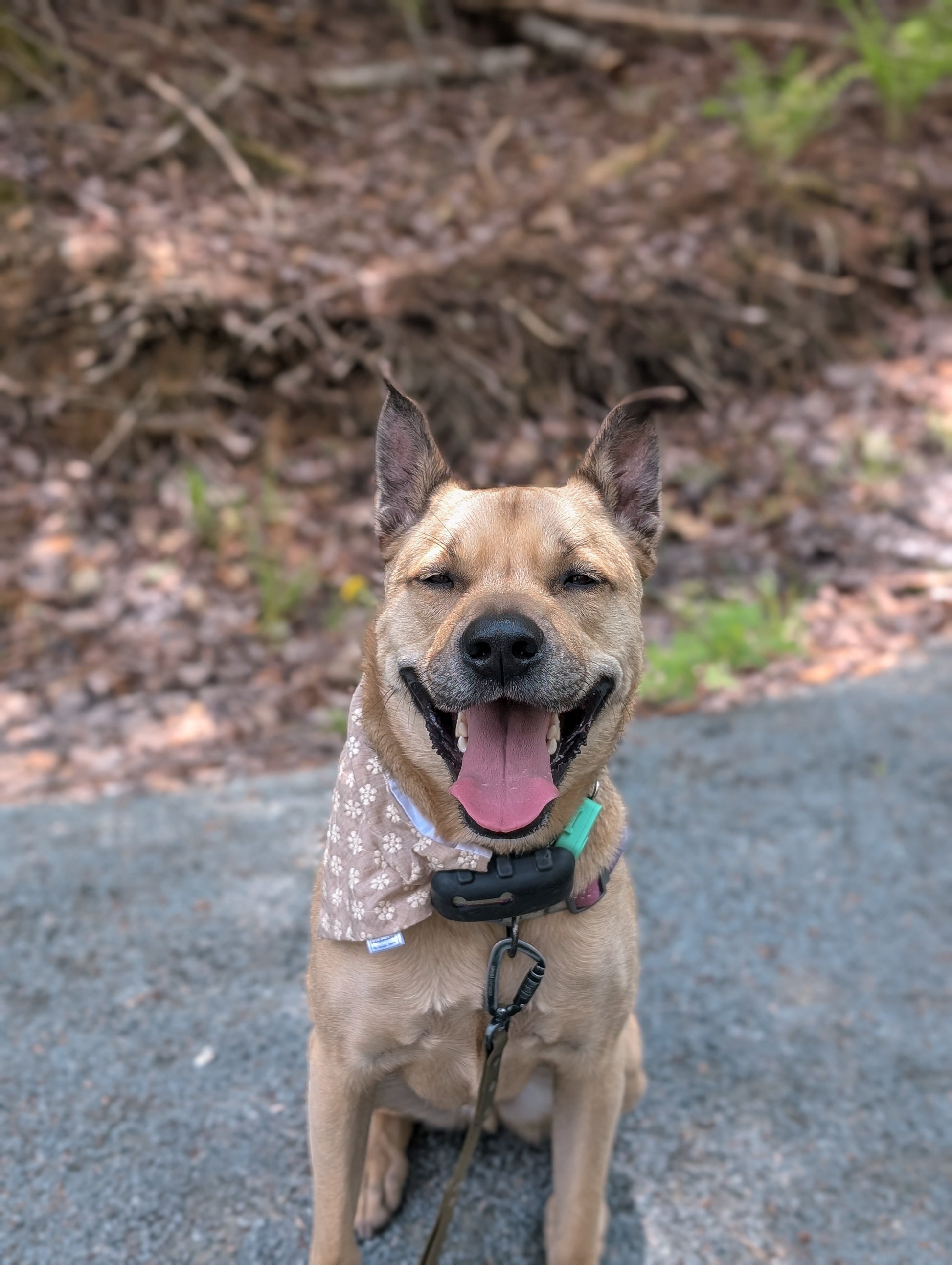 Floral Collection - Cream Embroidery Pet Bandanas & Hair Scrunchies