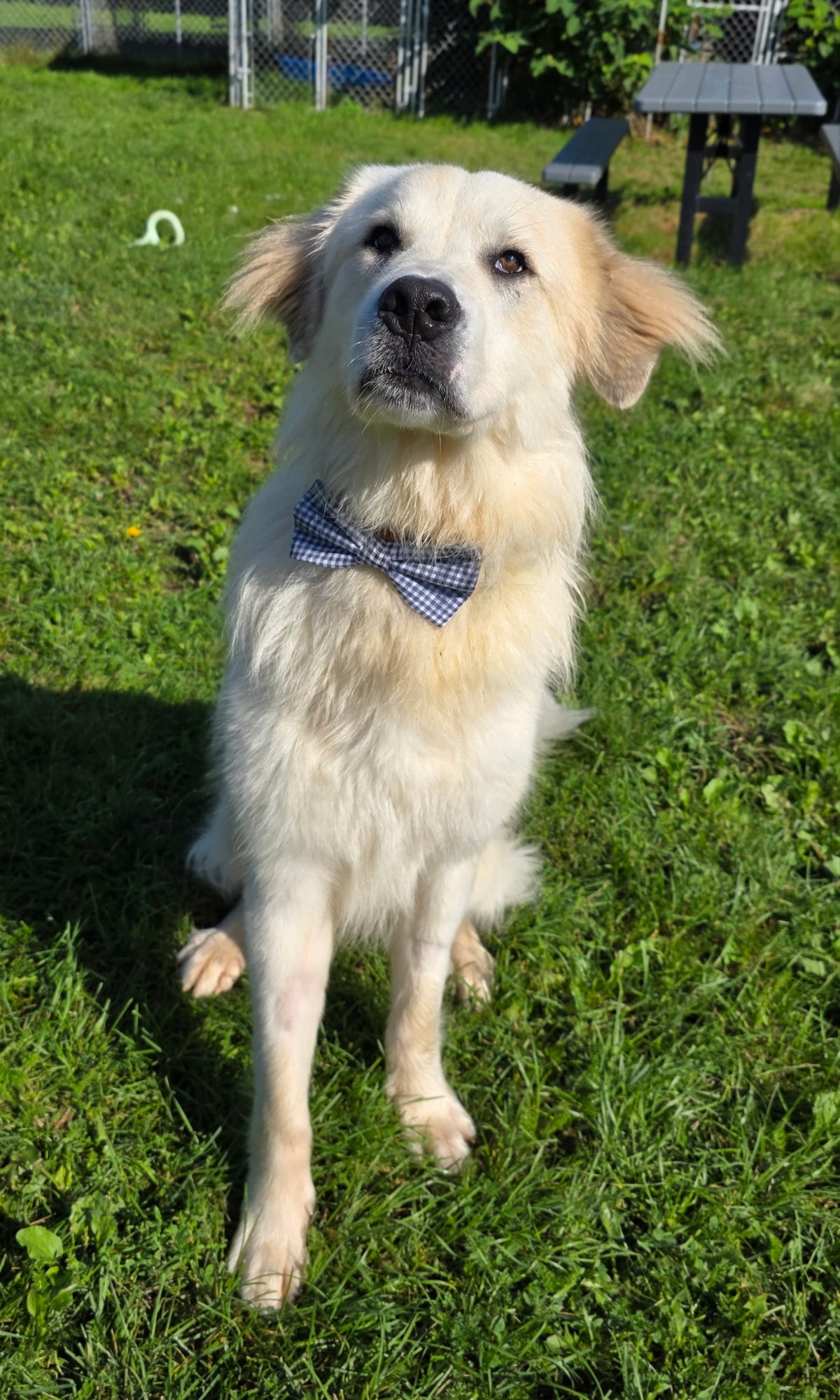 The Hayley Collection - Navy Blue Gingham Bow Tie