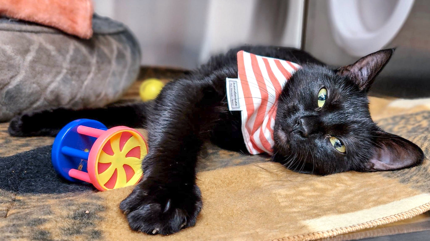 In Bloom Collection - Coral Striped Pet Bandanas and Hair Scrunchies