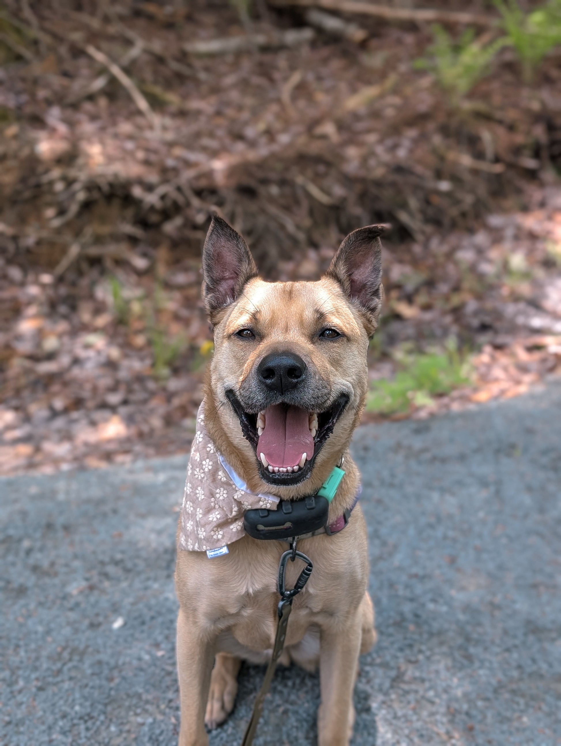 Floral Collection - Cream Embroidery Pet Bandanas & Hair Scrunchies