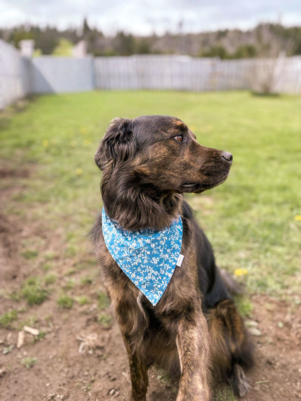 Floral Collection - Blue Printed Denim Pet Bandanas and Hair Scrunchies