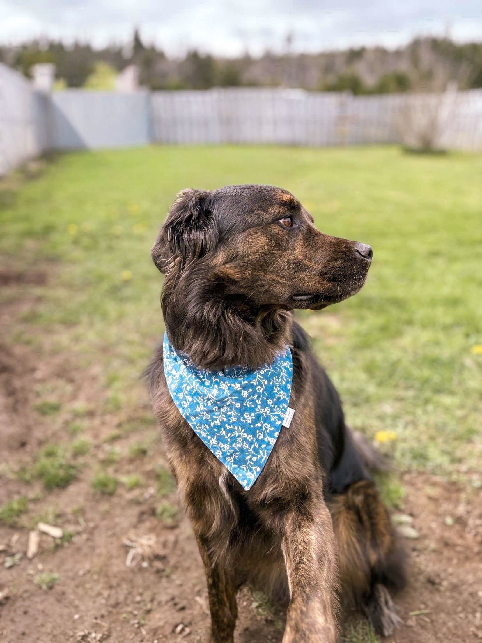 Floral Collection - Blue Printed Denim Pet Bandanas and Hair Scrunchies