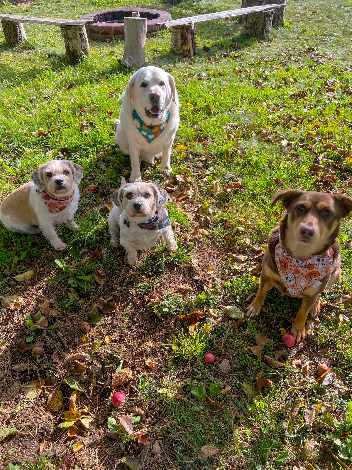 Fall Adventure Collection - Pumpkin Patch Pet Bandanas and Hair Scrunchies