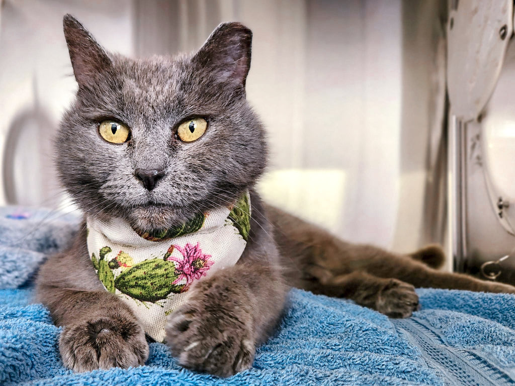 Lookin' Sharp Collection - Cactus Pet Bandanas