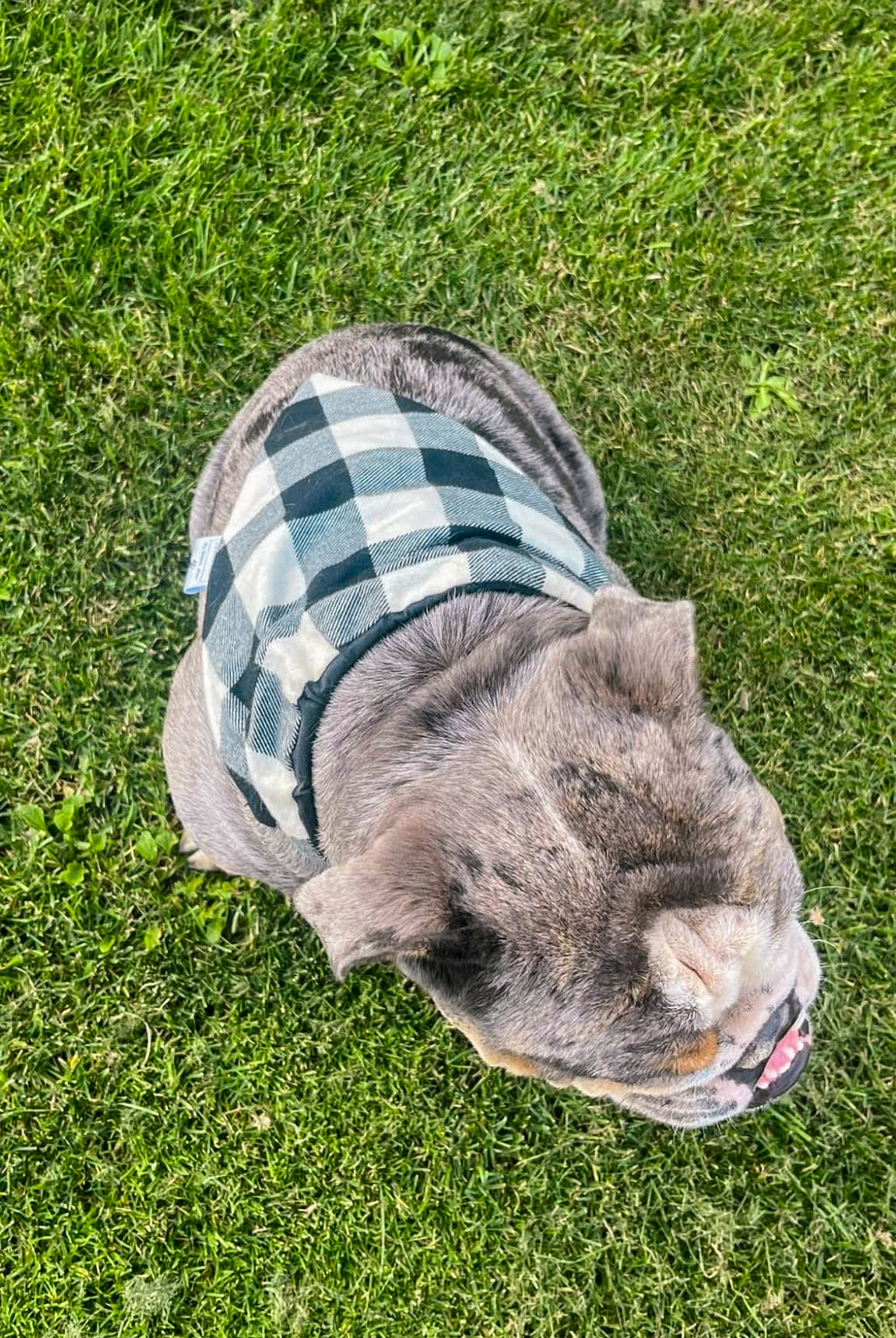 Buffalo Plaid Collection - Beige Pet Bandanas and Hair Scrunchies