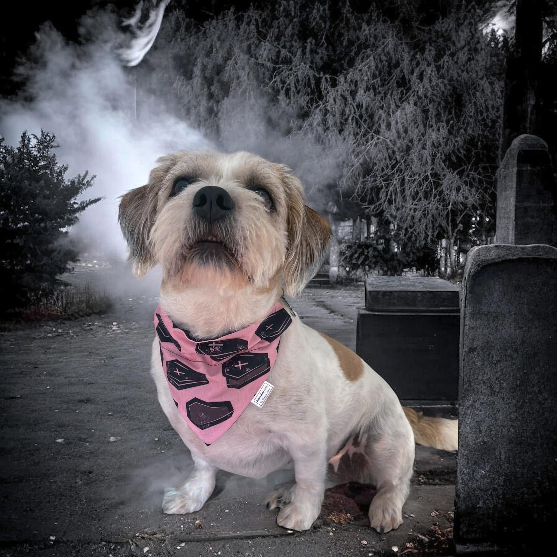 Halloween Collection - Pink Coffins Pet Bandana