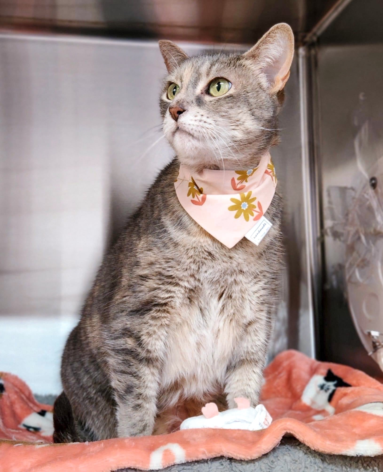 Floral Collection - Copper Daisy Pet Bandanas and Hair Scrunchies