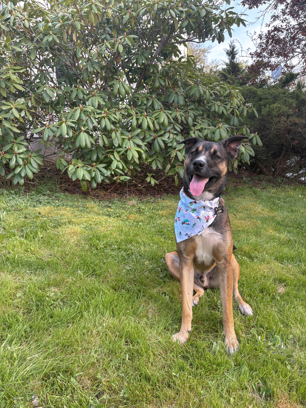 Garden Whimsy Collection - Dragonfly Bandana and Hair Scrunchie