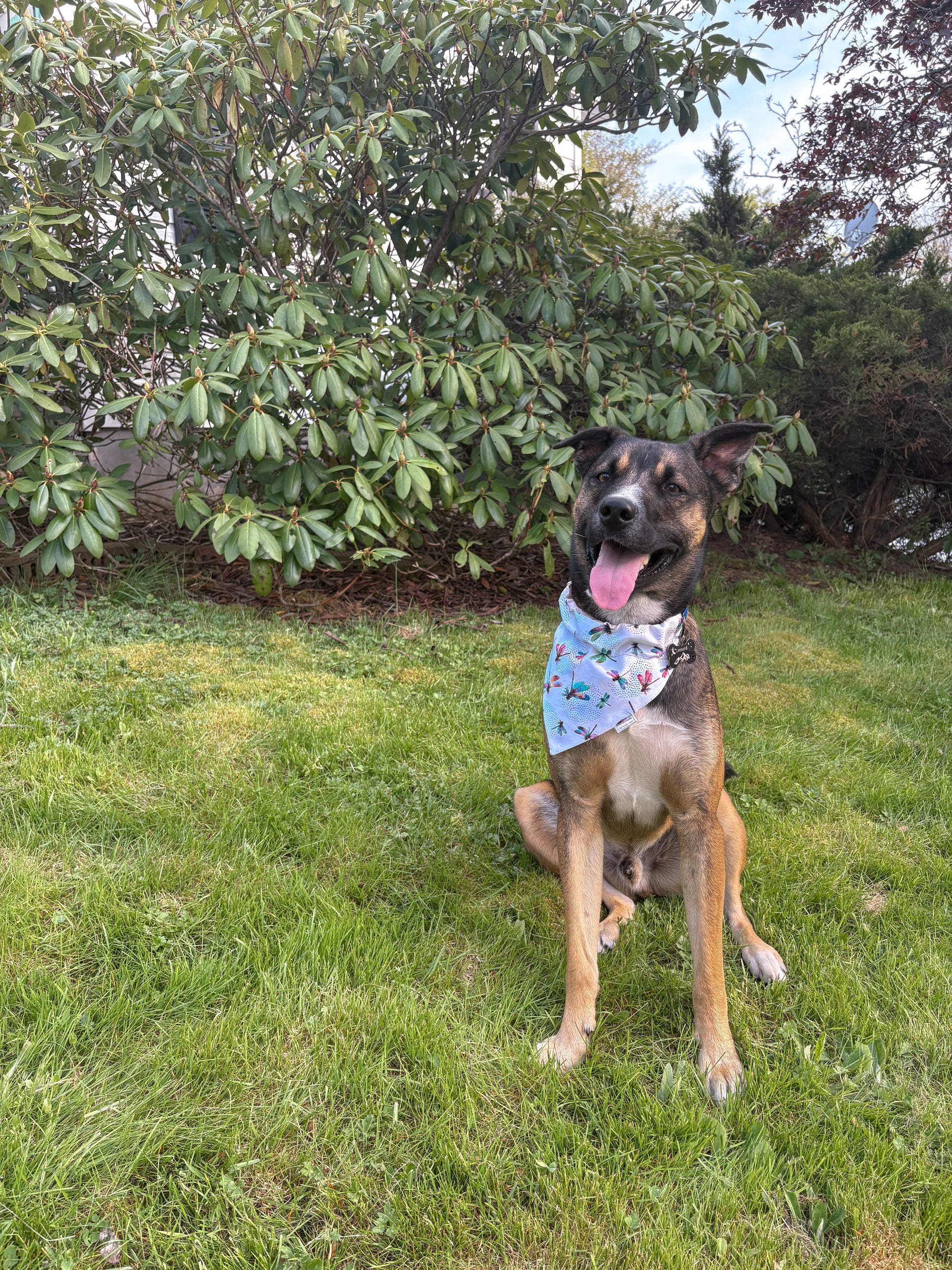 Garden Whimsy Collection - Dragonfly Bandana and Hair Scrunchie