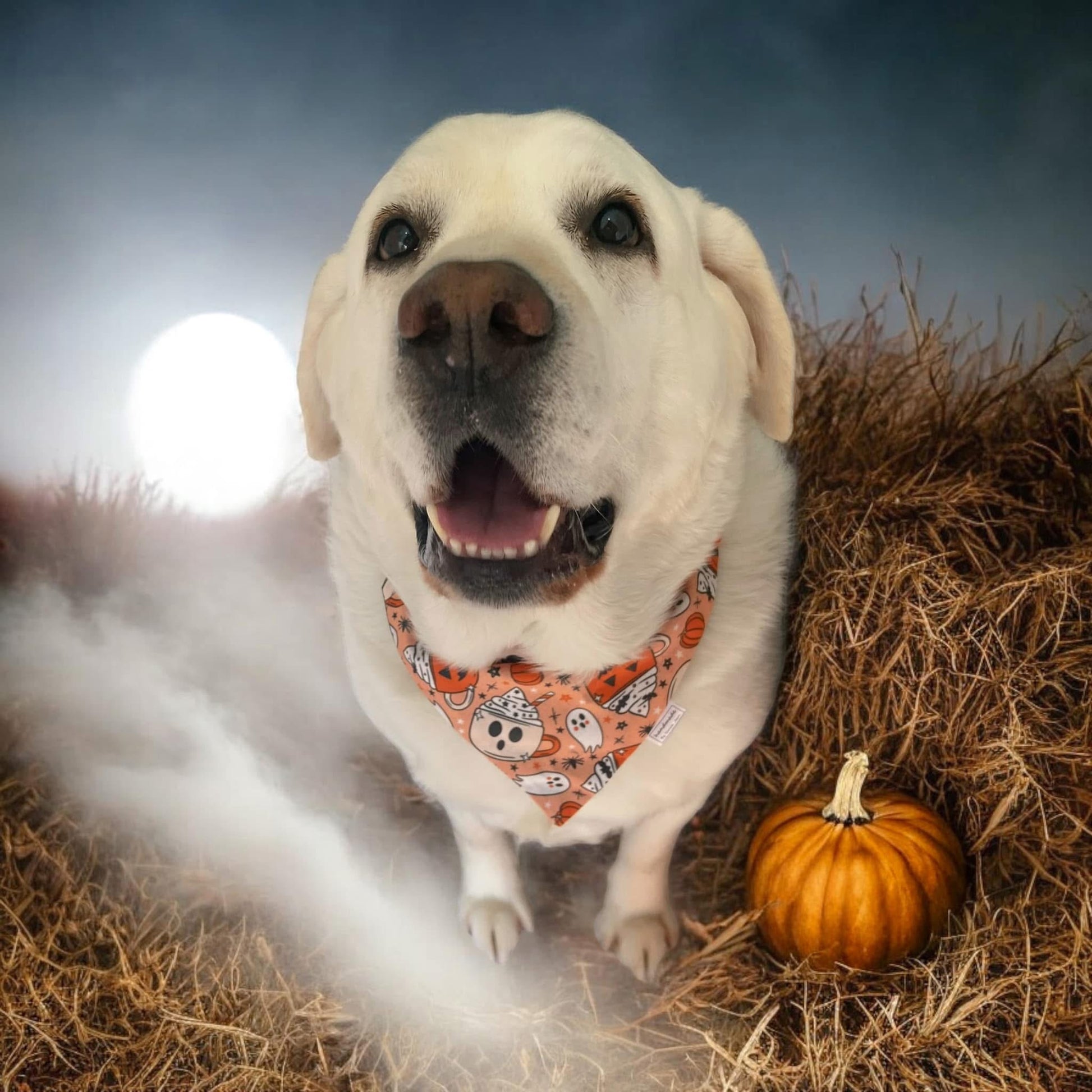 Halloween Collection - CappBOOccino Pet Bandana