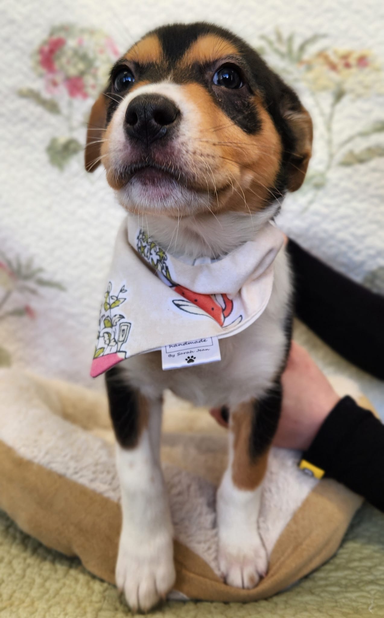 Lookin' Sharp Collection - Succulent Bandana