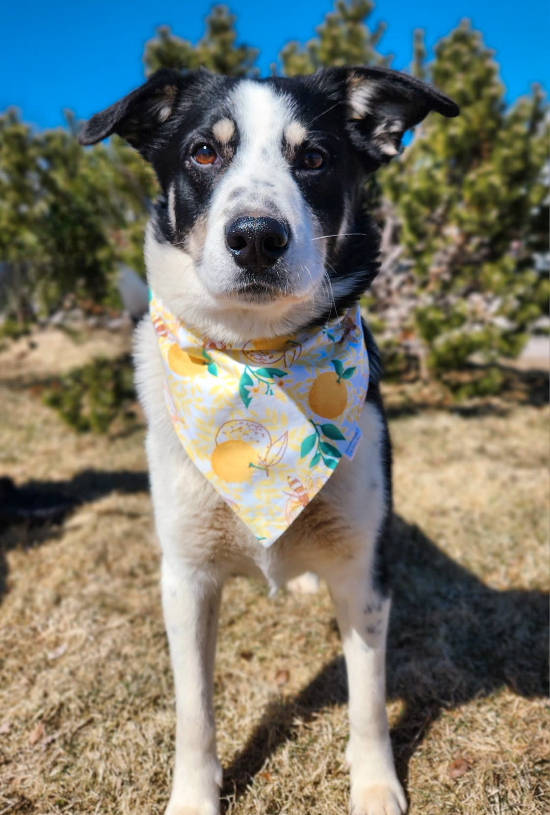 Buzzy Bee Collection - Lemons and Bees Pet Bandanas