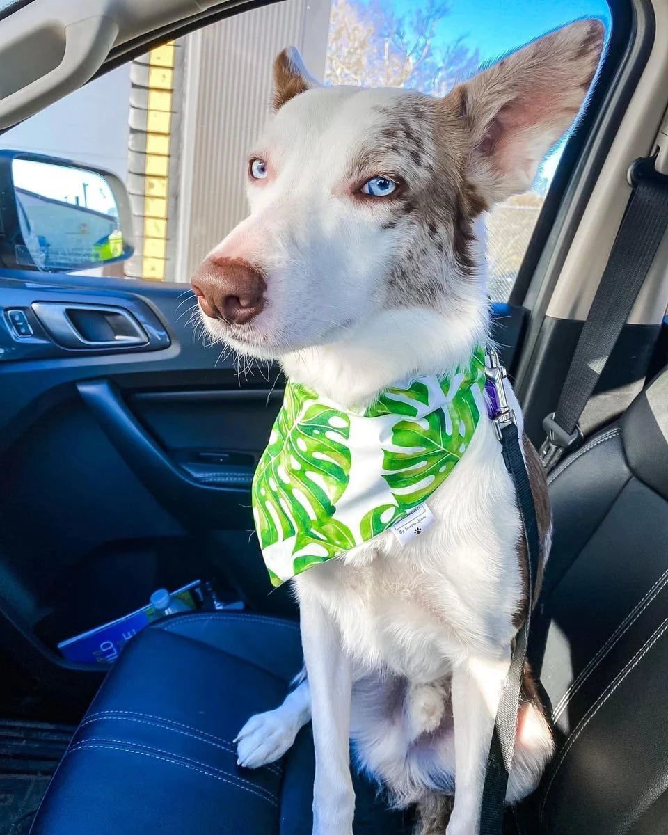 Tropical Paradise Collection - Monstera Leaf Pet Bandana