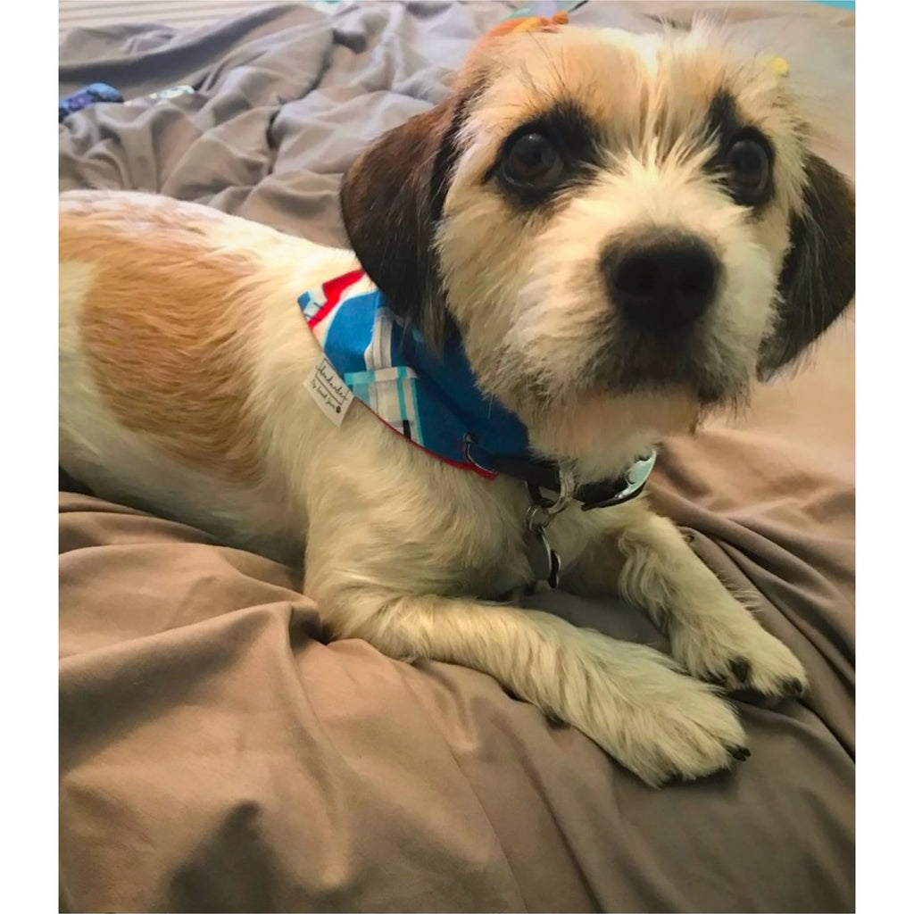 Healthcare Hero Collection - Stethoscope Pet Bandanas
