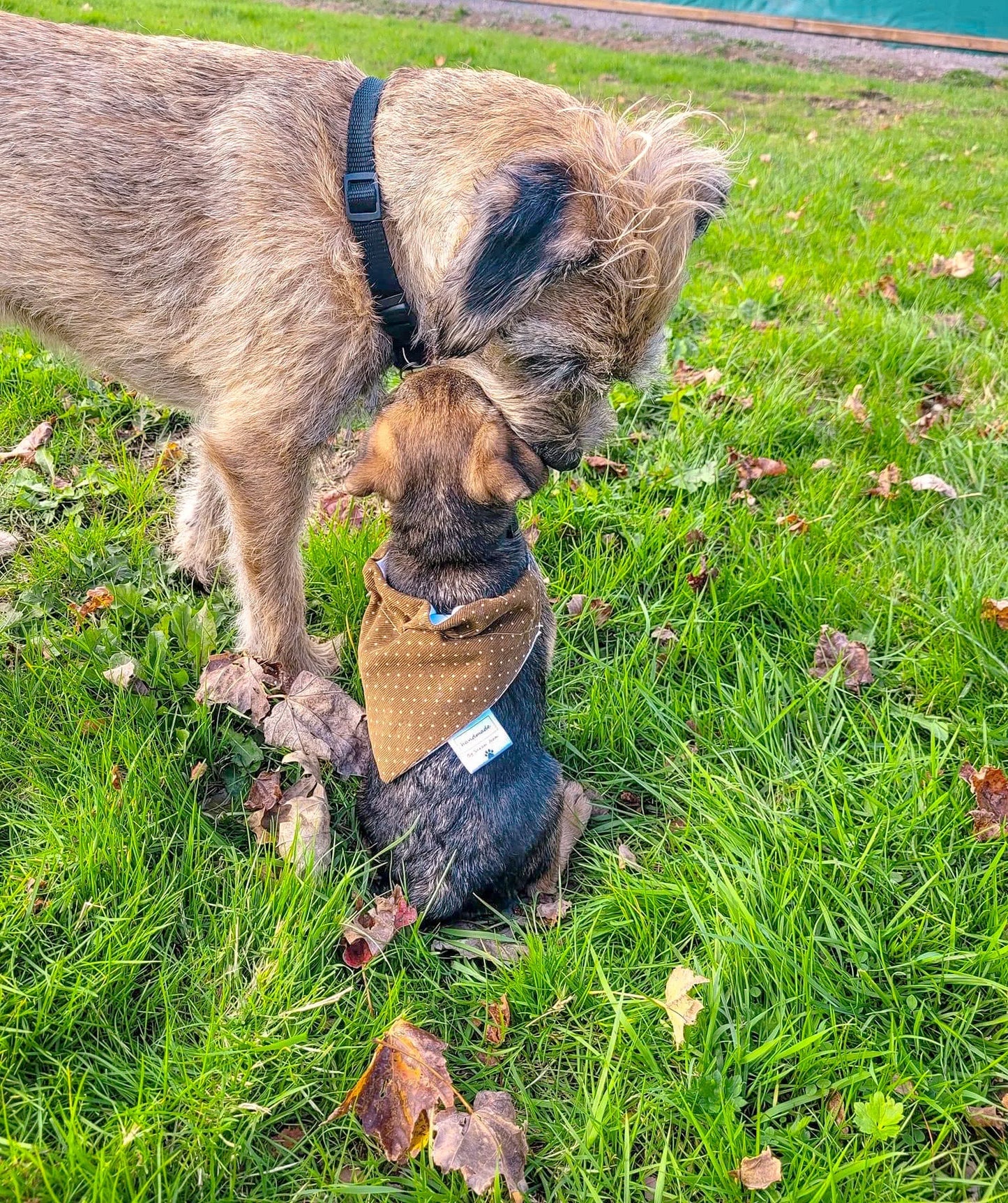 Olive Green Corduroy Pet Bandanas