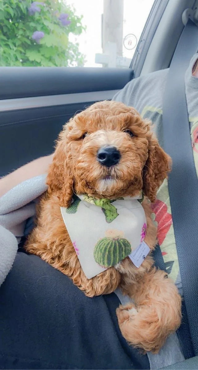 Lookin' Sharp Collection - Cactus Pet Bandanas