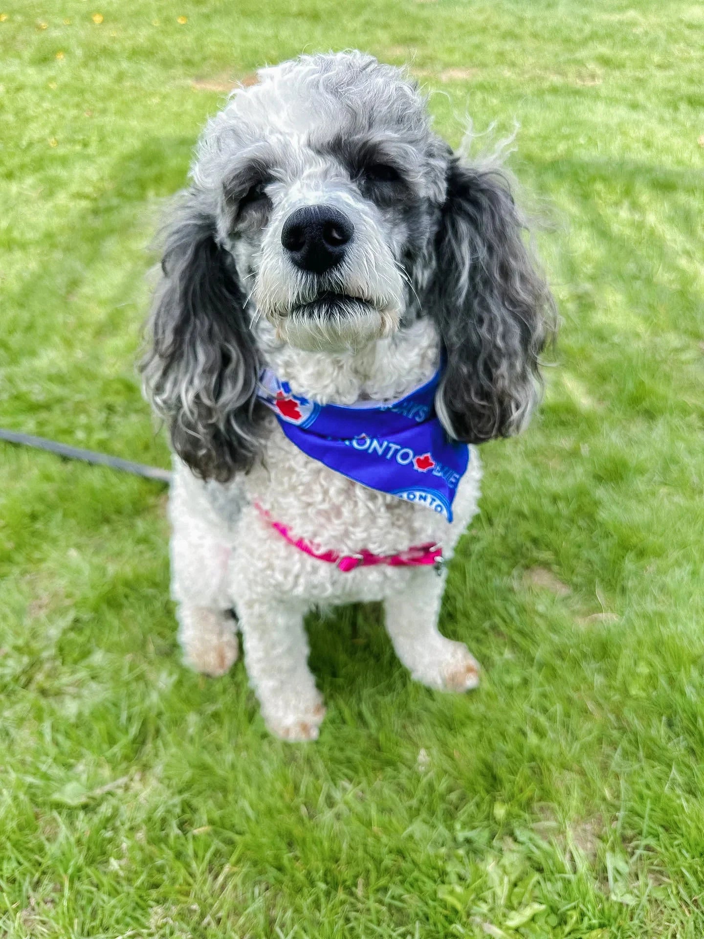 Baseball Collection - Toronto Blue Jays Pet Bandanas and Hair Scrunchies