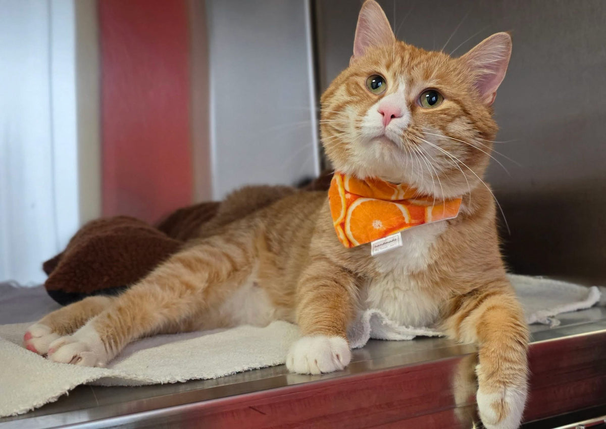 Summer Spritzer Collection - Citrus Orange Pet Bandana and Hair Scrunchie