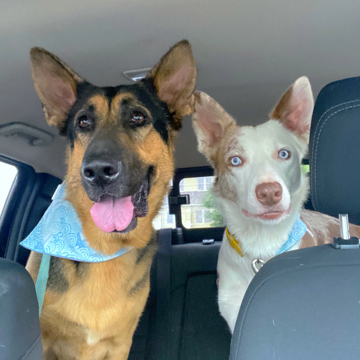 Sailboat Pet Bandanas