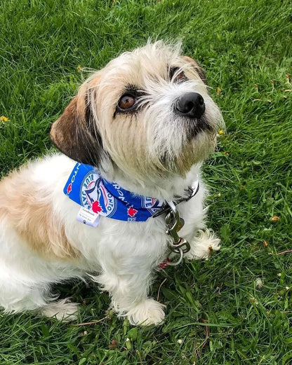 Baseball Collection - Toronto Blue Jays Pet Bandanas and Hair Scrunchies