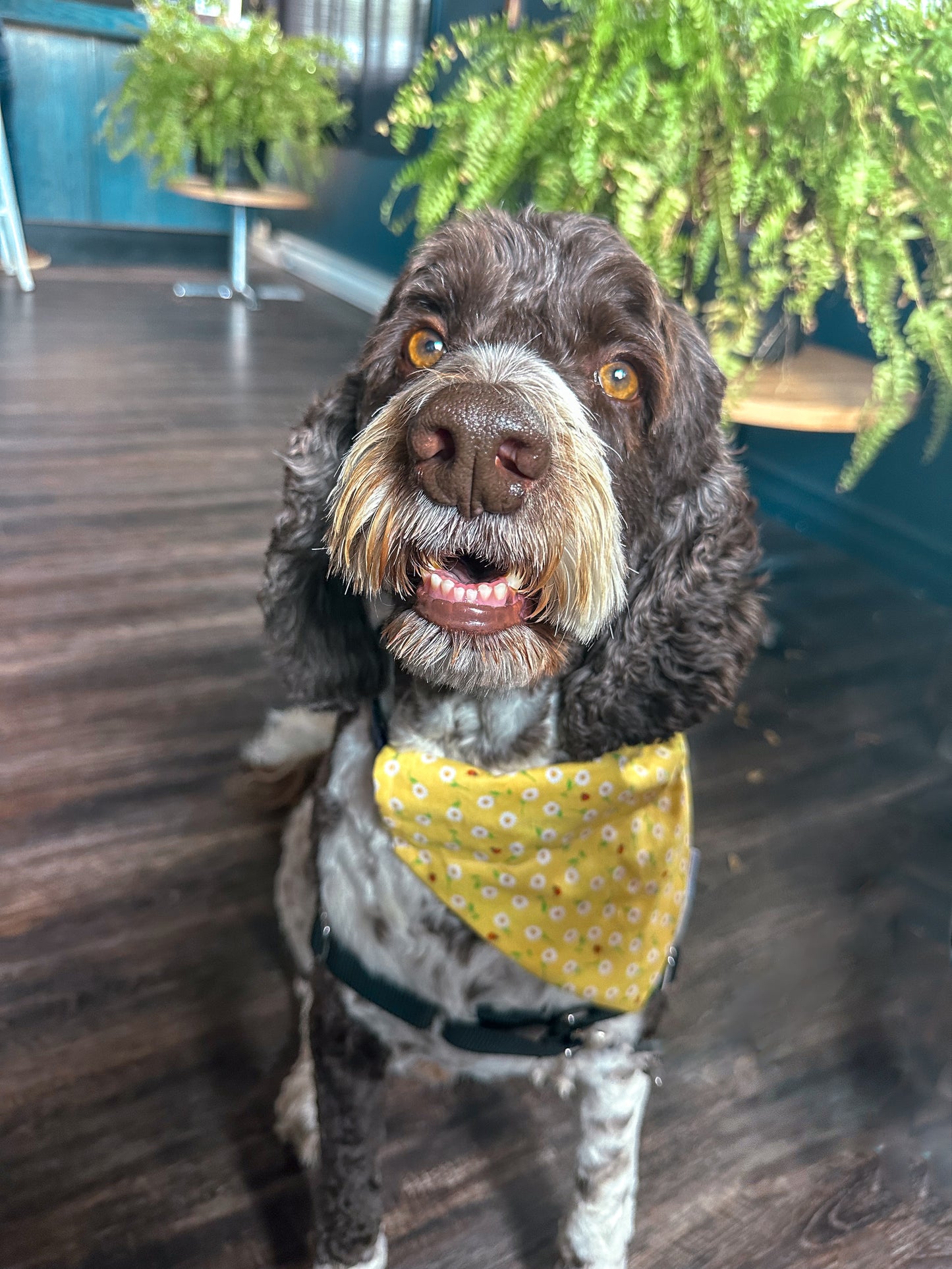 Bugs n’ Bees Collection - Ladybug Cotton Pet Bandanas and Hair Scrunchies