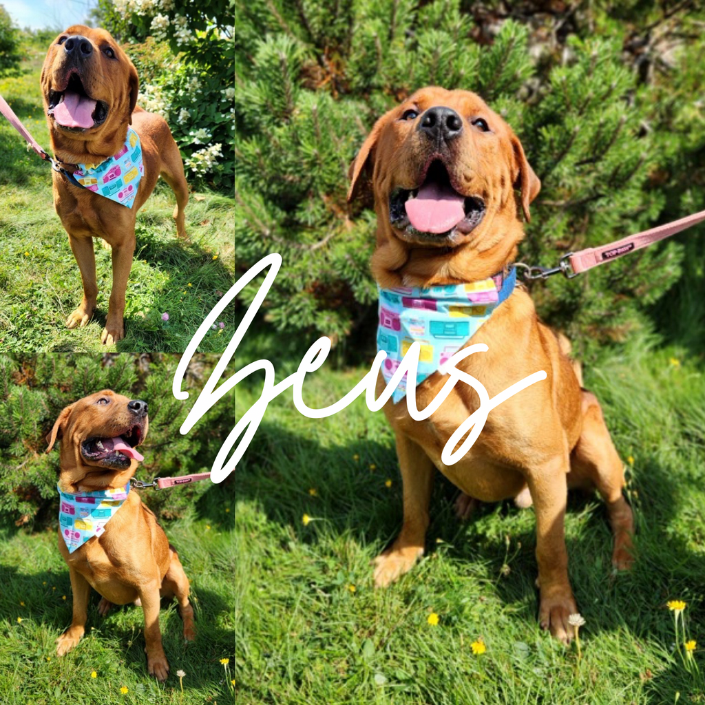 Block Party Collection - Boombox Pet Bandana and Hair Scrunchie