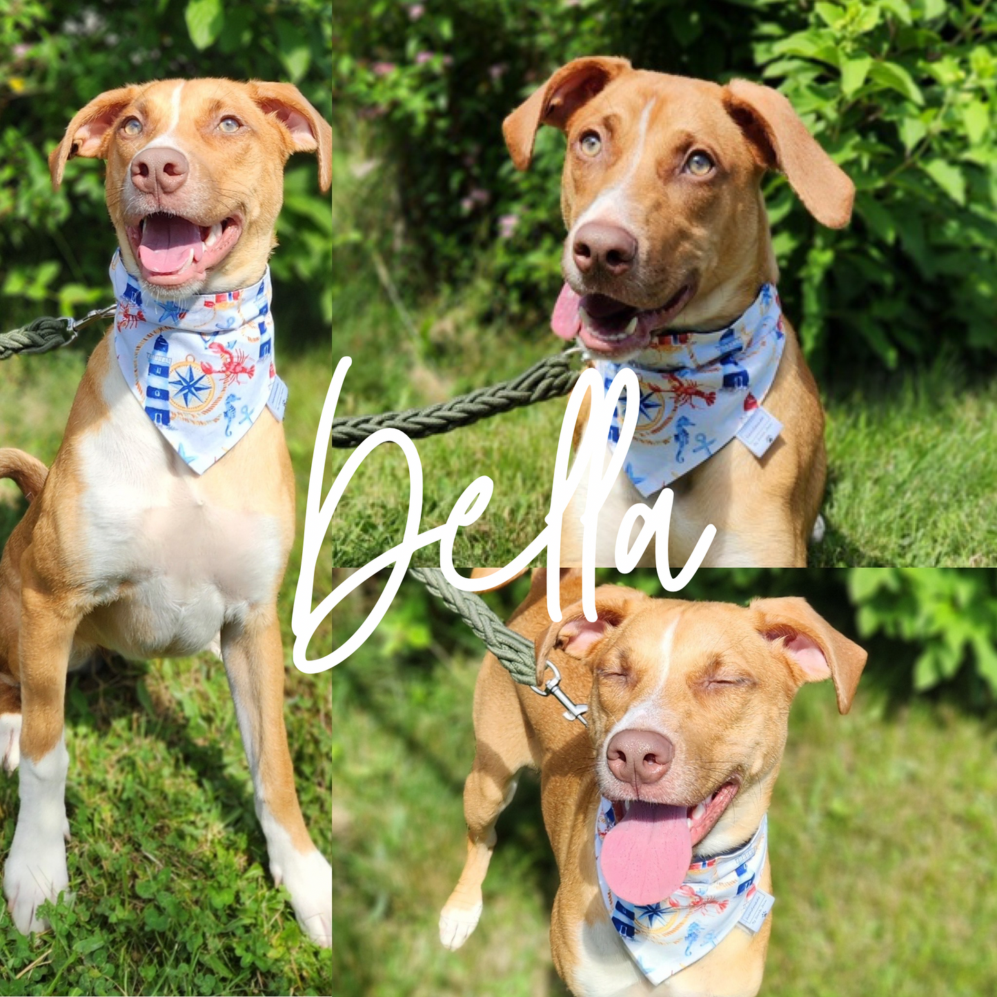 Whatever Floats Your Boat - Lighthouse Pet Bandanas