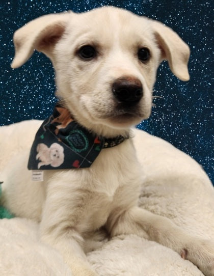 Adoption Collection - Adoption Saves Lives Pet Bandana and Hair Scrunchie
