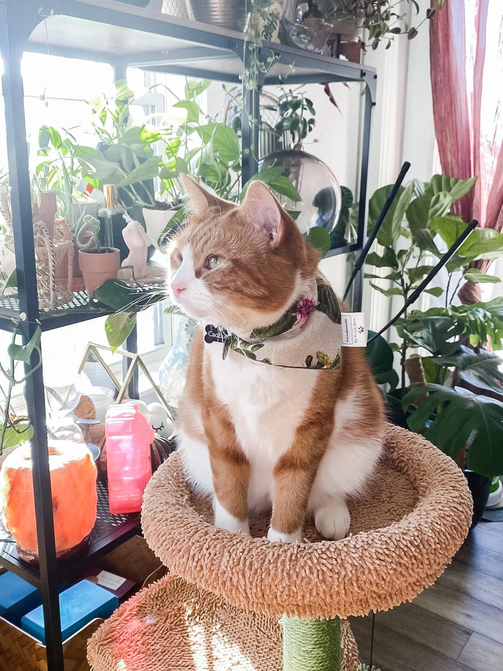Lookin' Sharp Collection - Cactus Pet Bandanas