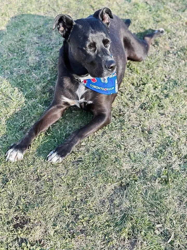 Baseball Collection - Toronto Blue Jays Pet Bandanas and Hair Scrunchies