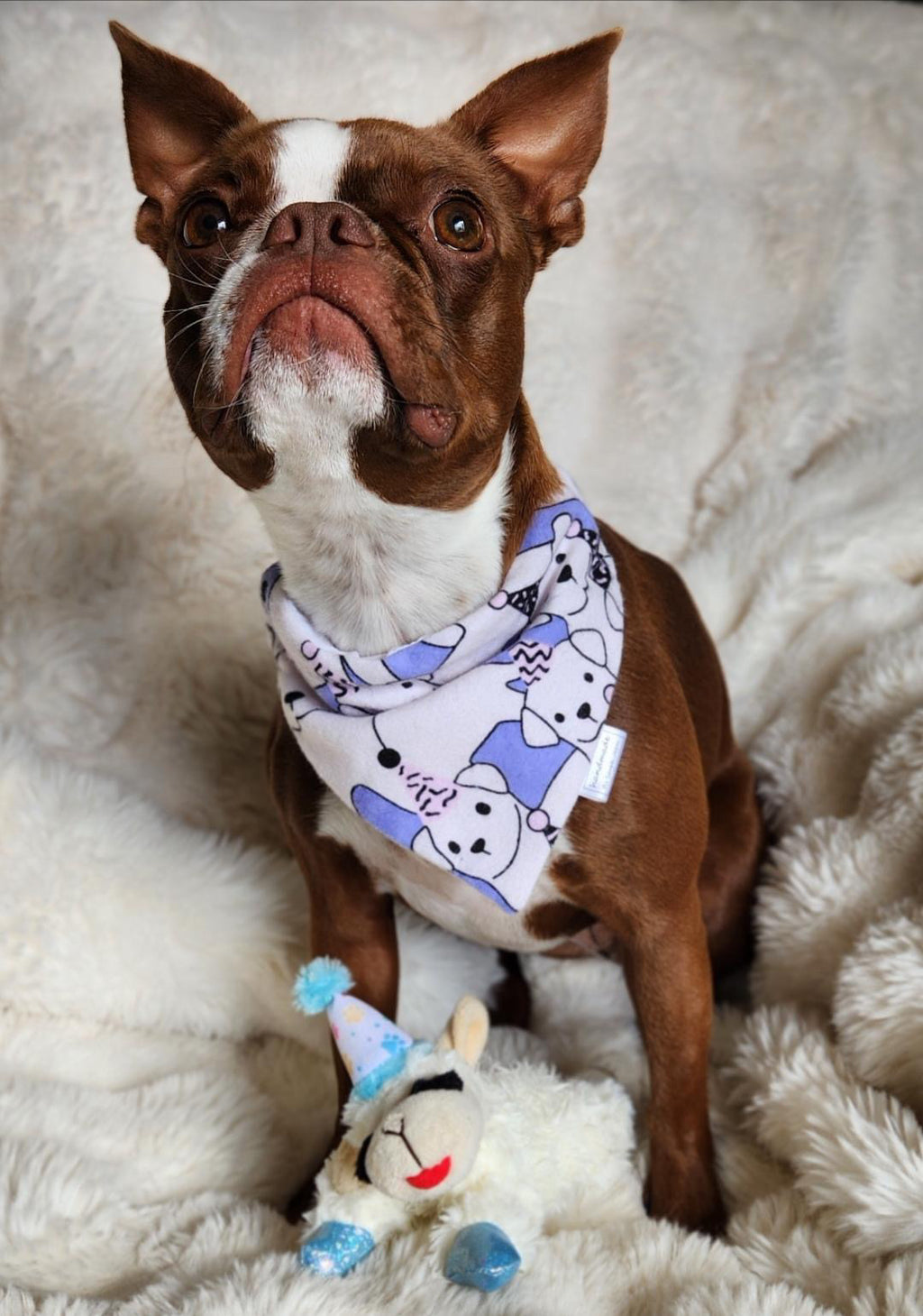 Happy Birthday Collection  - Pawty Pups Pet Bandanas and Hair Scrunchies