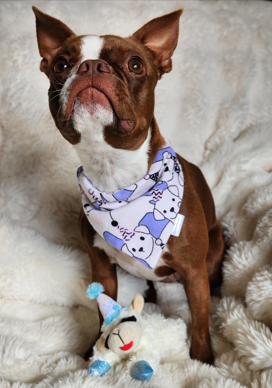 Happy Birthday Collection  - Pawty Pups Pet Bandanas and Hair Scrunchies