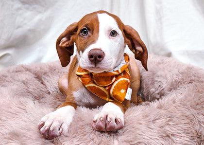 Summer Spritzer Collection - Citrus Orange Pet Bandana and Hair Scrunchie