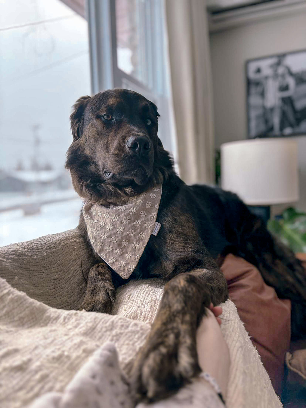 Floral Collection - Cream Embroidery Pet Bandanas & Hair Scrunchies