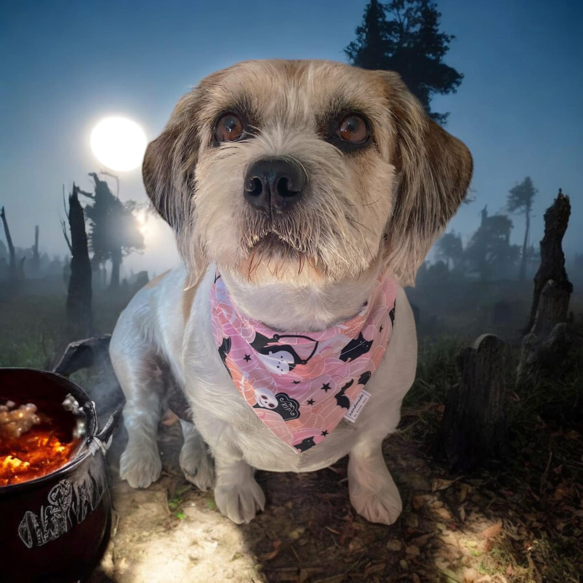 Halloween Collection - Pumpkins & Ghosts Pet Bandana