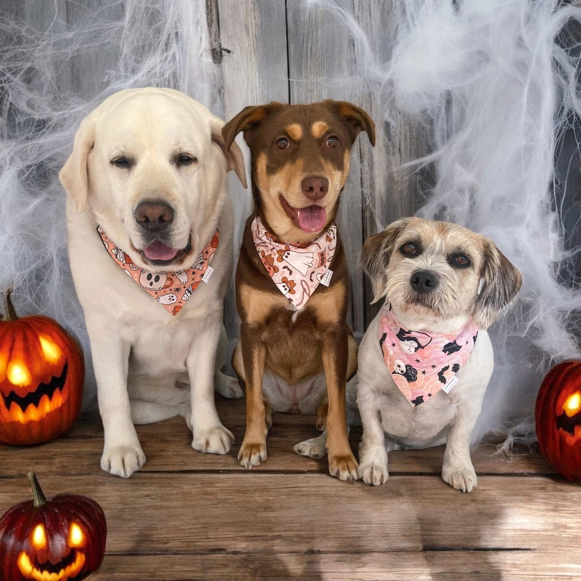 Halloween Collection - Pumpkins & Ghosts Pet Bandana