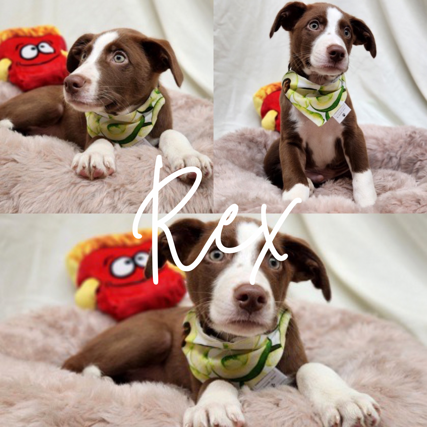 Avocado Pet Bandana