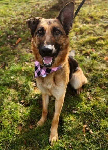 Buffalo Plaid Collection - Pink Pet Bandanas and Hair Scrunchies