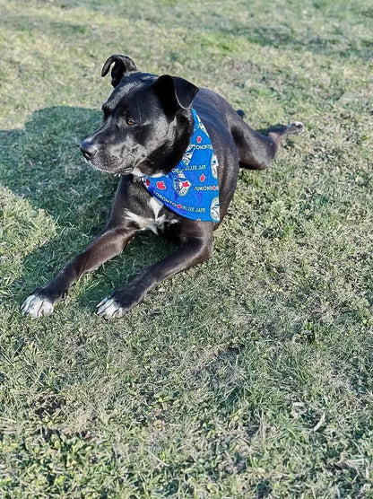 Baseball Collection - Toronto Blue Jays Pet Bandanas and Hair Scrunchies