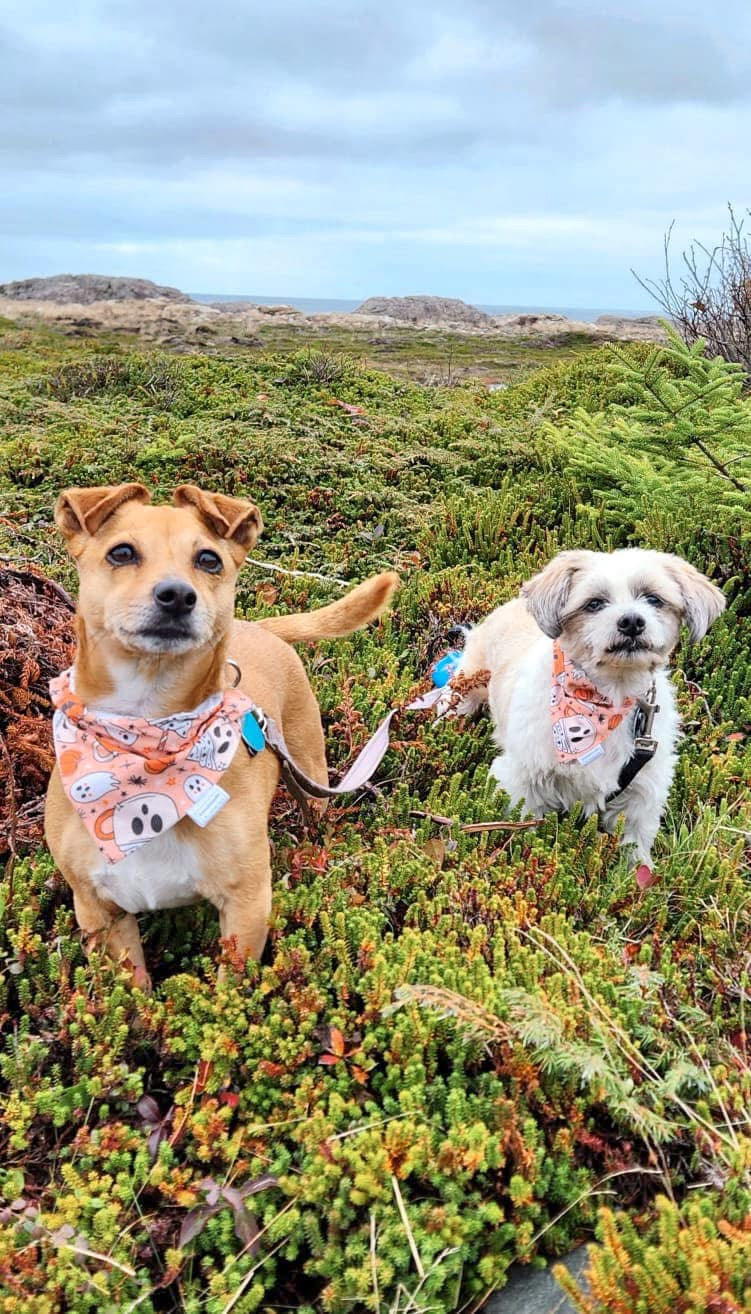 Halloween Collection - CappBOOccino Pet Bandana