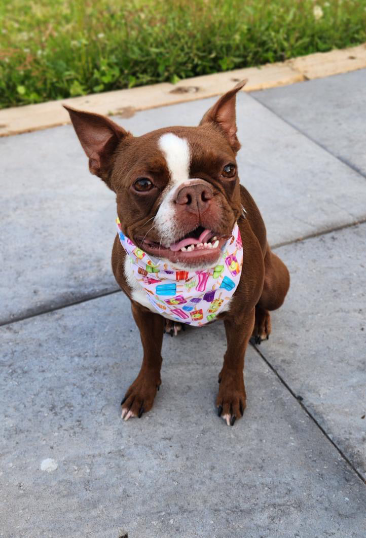 Block Party Collection - Popsicles Pet Bandana and Hair Scrunchie