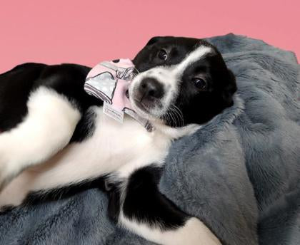 The Perfect Pair Collection - Coffee Cups Pet Bandana