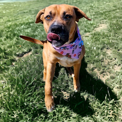 Adoption Collection - Kiss a Bull Pet Bandanas and Hair Scrunchies