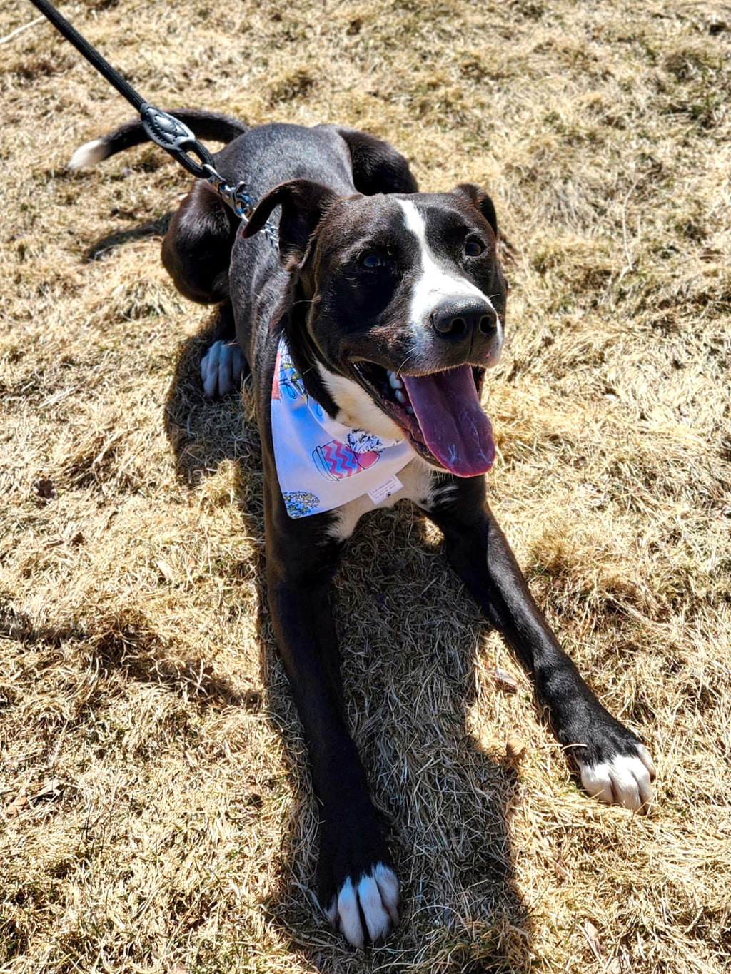 Lookin' Sharp Collection - Succulent Pet Bandanas