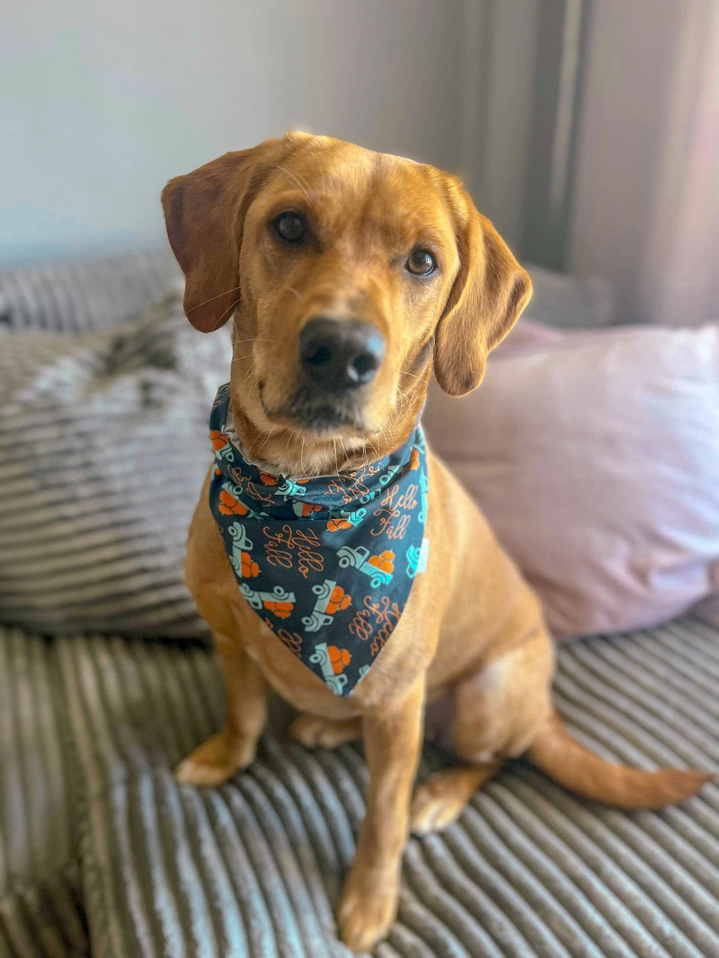 Fall Adventure Collection - Hello Fall Pet Bandanas and Hair Scrunchies