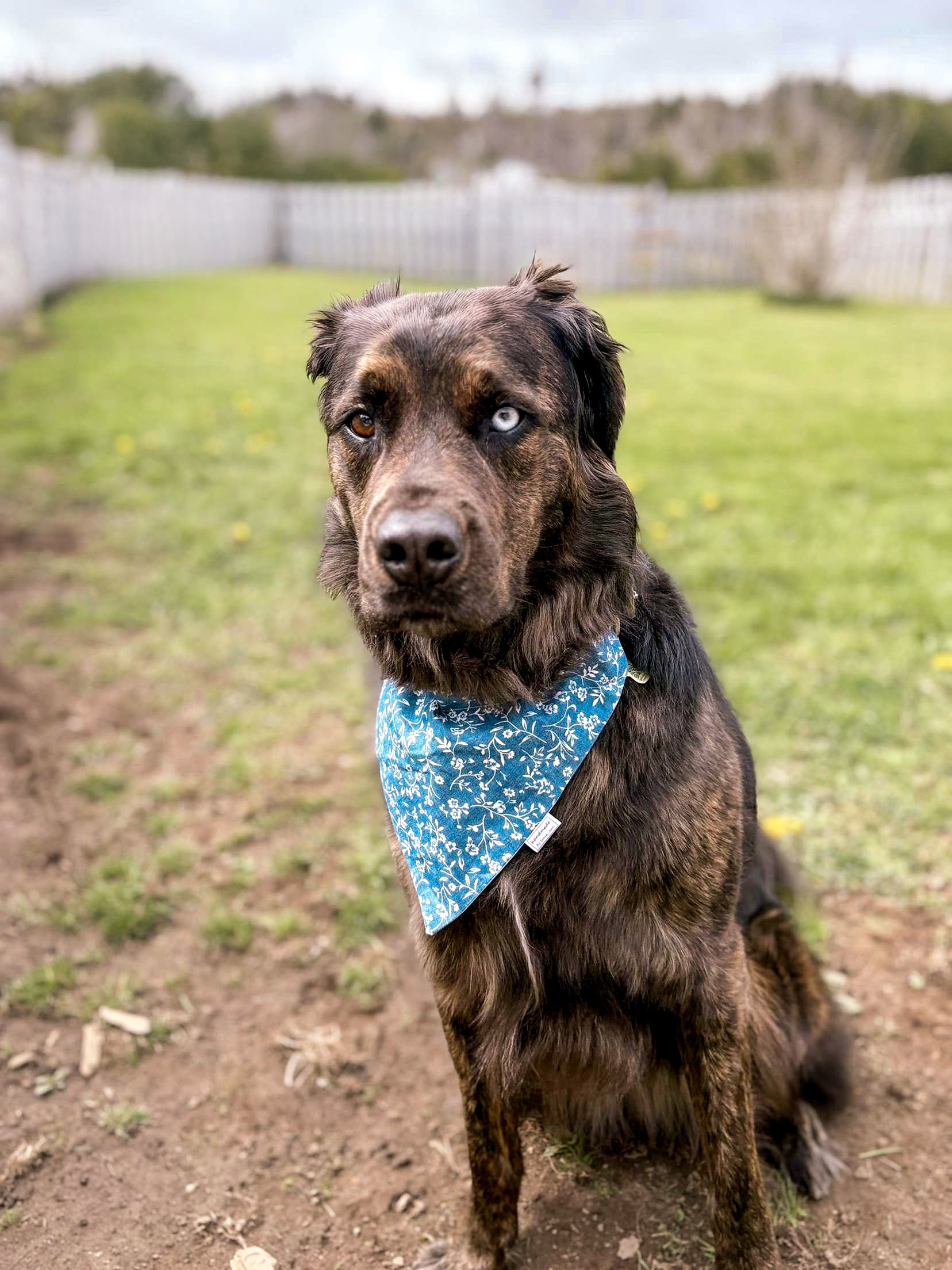 Floral Collection - Blue Printed Denim Pet Bandanas and Hair Scrunchies