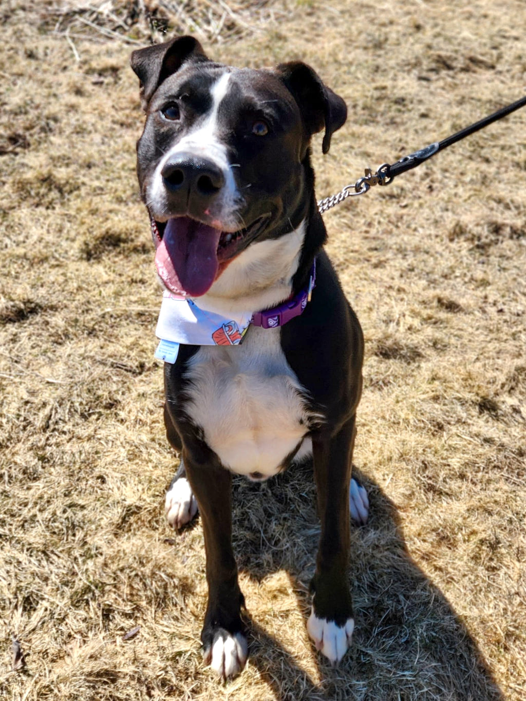 Lookin' Sharp Collection - Succulent Pet Bandanas