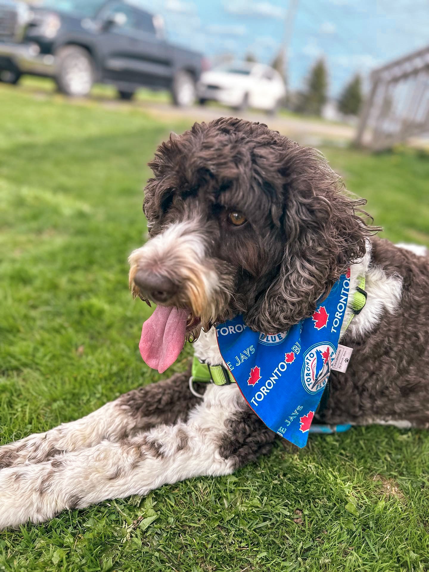 Baseball Collection - Toronto Blue Jays Pet Bandanas and Hair Scrunchies