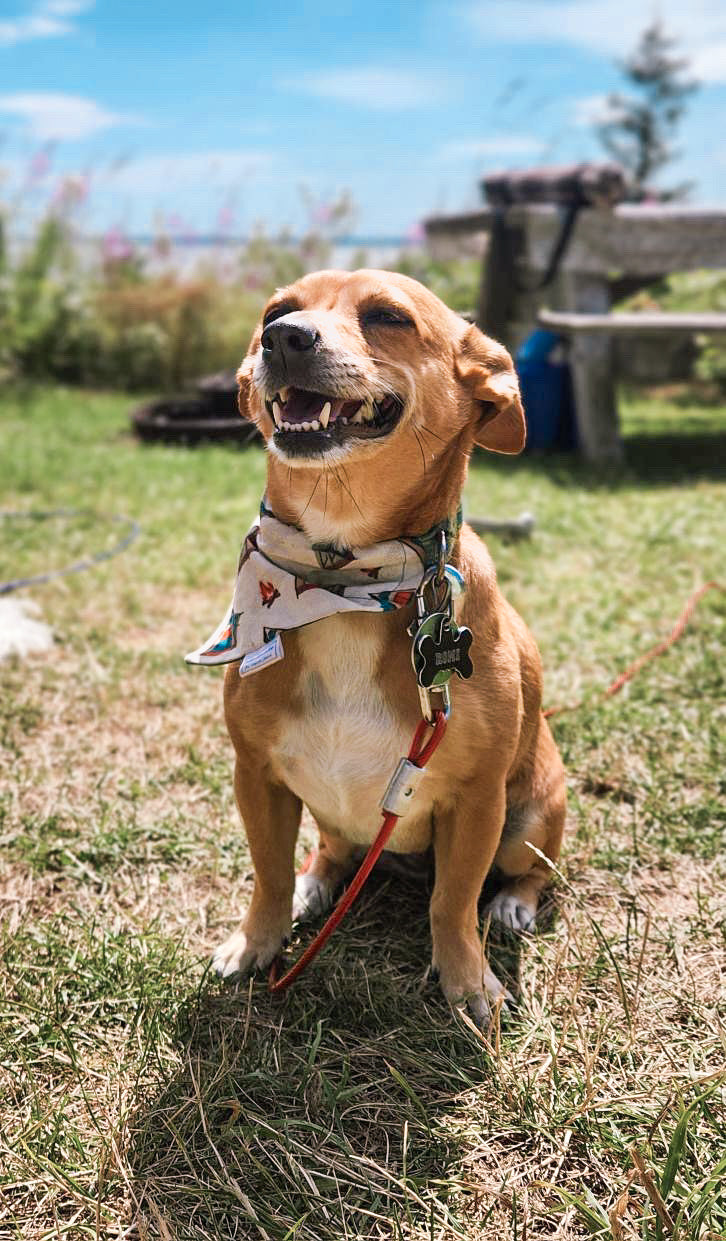Fall Favourites Collection - Campfire Pet Bandana