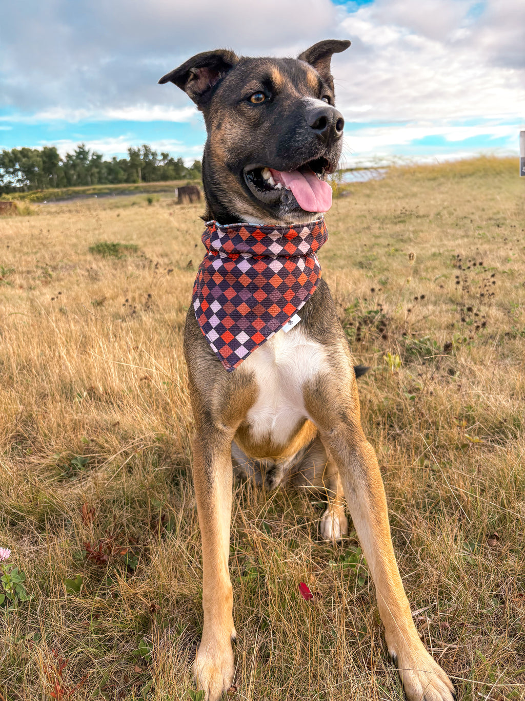 Harvest Hues Collection - Pumpkin Spice Double Sided Bandana